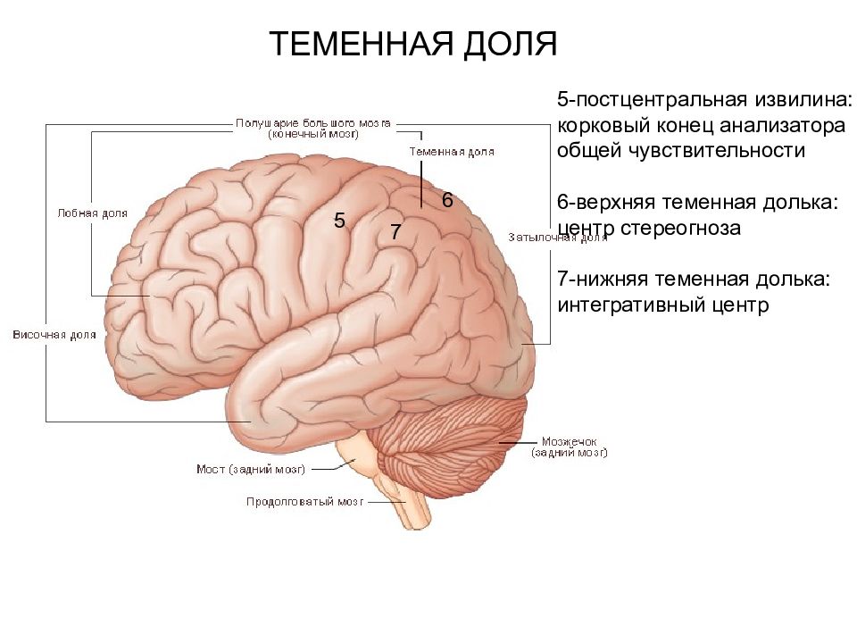 6 долей мозга. Теменная долька мозга анатомия. Конечный мозг доли и извилины. Конечный мозг доли борозды извилины.