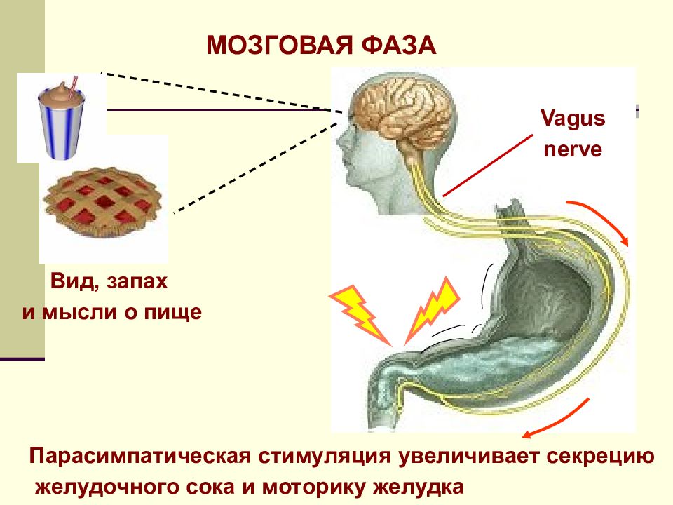 Стимулированная секреция желудка. Желудочная фаза секреции желудочного сока схема. Стадии секреции желудочного сока. Мозговая фаза секреции желудочного сока схема. Фазы желудочной секреции схема.