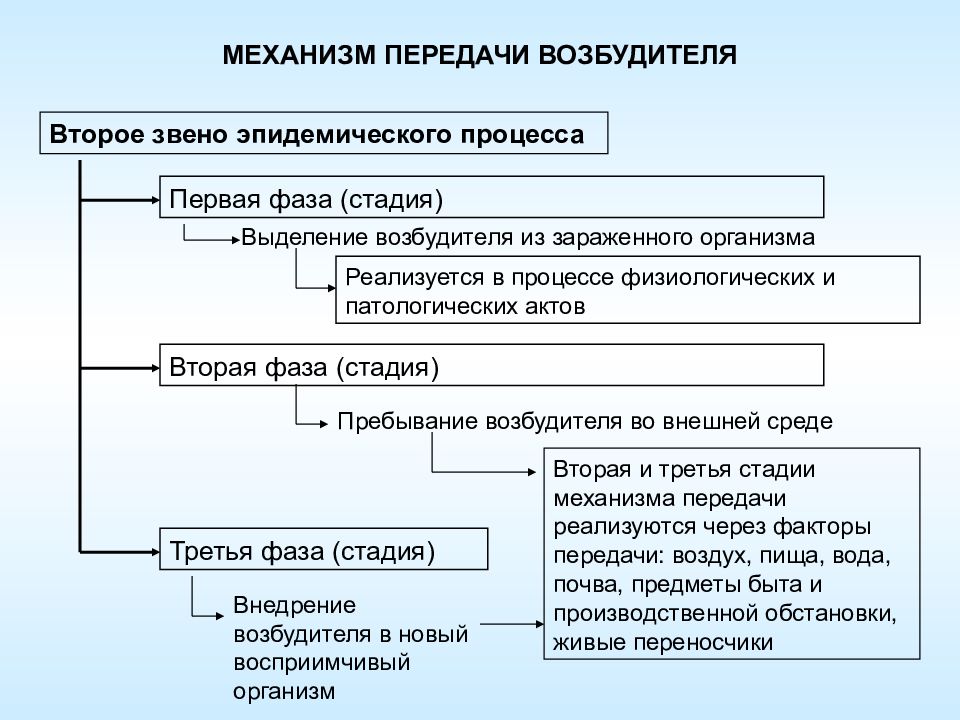 3 звена эпидемического процесса