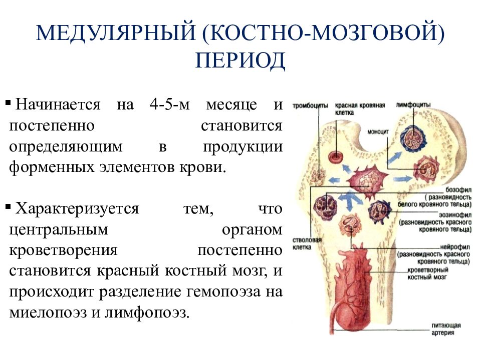 Печени и костного мозга. Гемопоэз в Красном костном мозге схема. Красный костный мозг схема. Образование клеток крови в костном мозге. Органы кроветворения и разрушения форменных элементов крови.