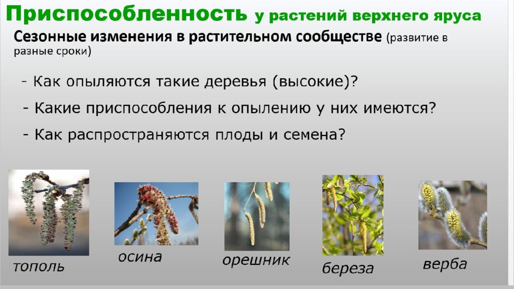 Структура растительного сообщества