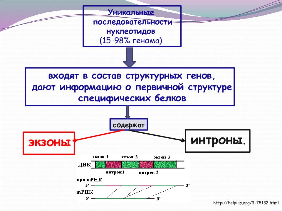 Презентация введение в медицинскую генетику