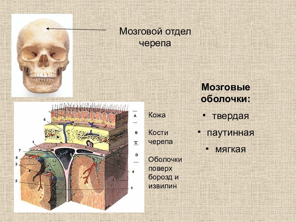 Нервная кость черепа. Кожа черепа мягкая и твердая. Слои мозгового отдела головы.