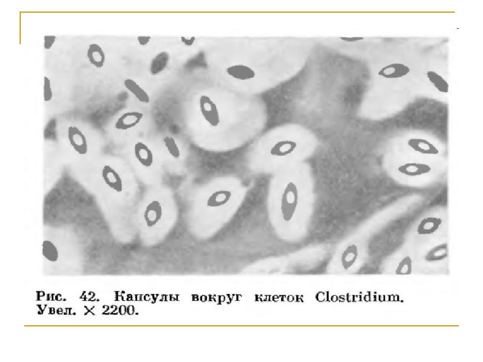 Морфология и физиология бактерий. Слизистый чехол бактерий.