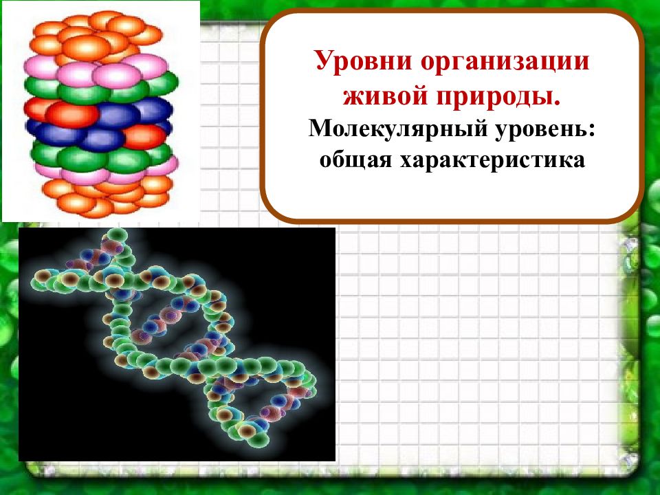 Уровни организации живой природы. Молекулярный уровень: общая характеристика