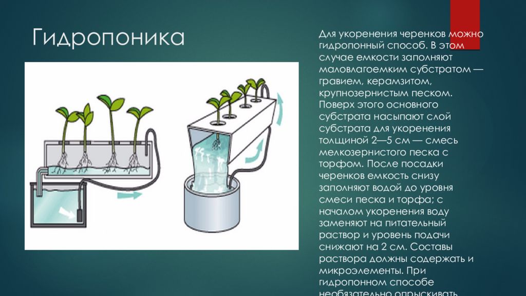 Гидропоника схема. Гидропоника презентация. Черенкование на гидропонике. Сообщение о гидропонике.