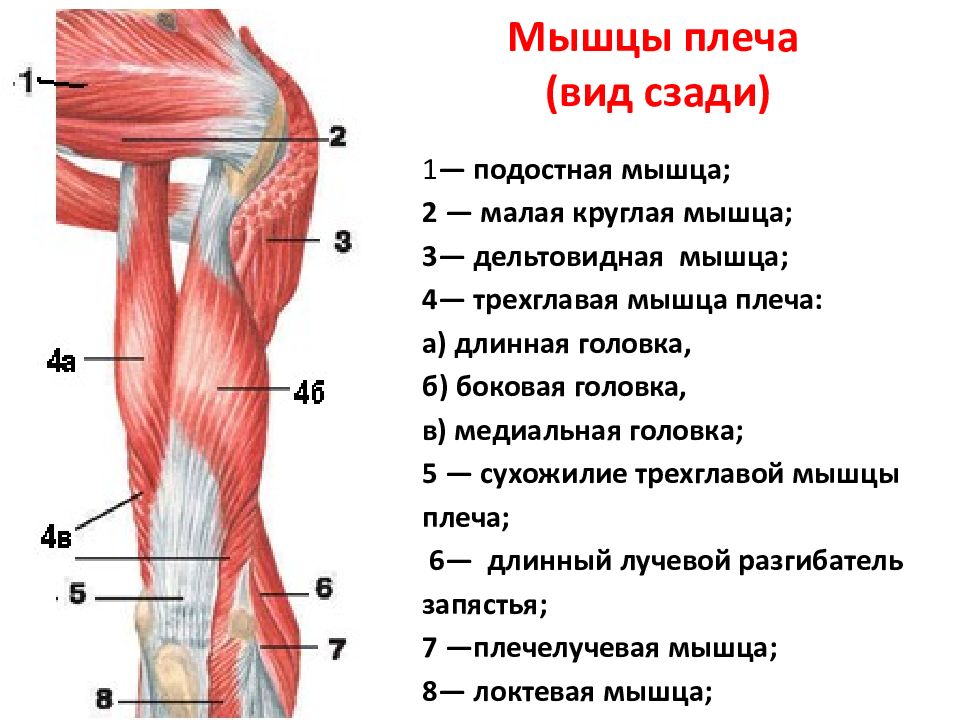 Мышцы плеча и предплечья анатомия картинки