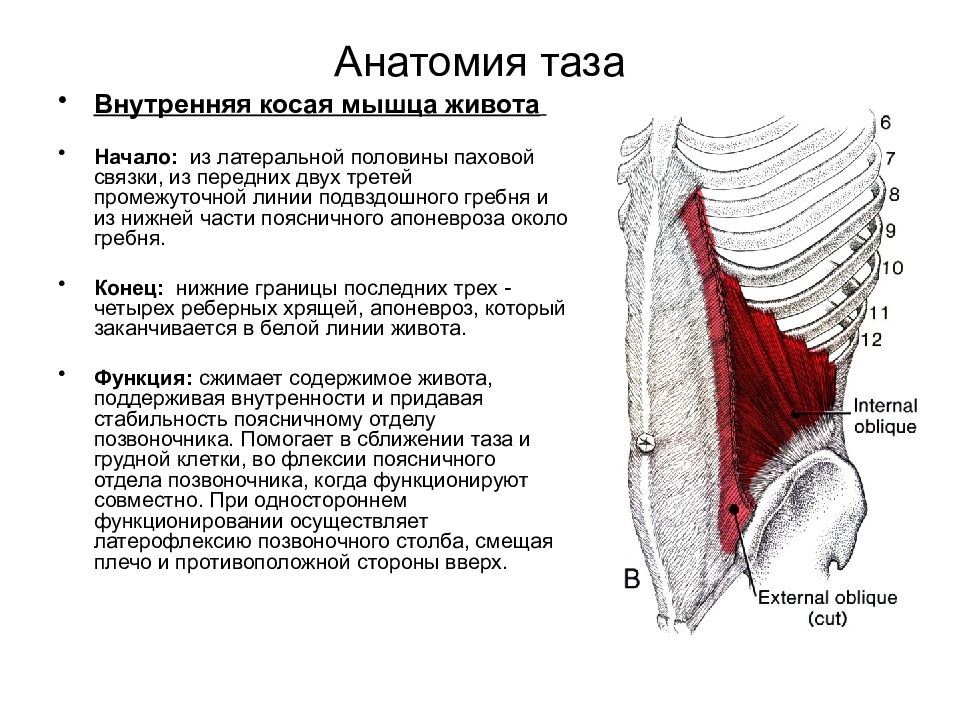 Где косые мышцы живота. Внутренняя косая мышца живота крепление. Место крепления внутренняя косая мышца живота. Апоневроз наружной косой мышцы живота функция. Апоневроз поперечной мышцы живота.