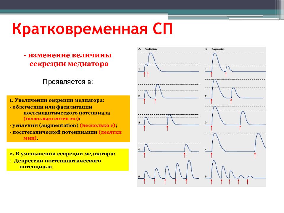 Изменение величины. Квантовая теория секреции медиатора. Секреция медиаторов физиология. Квантовая теория секреции медиатора физиология. Кратковременная синаптическая пластичность.