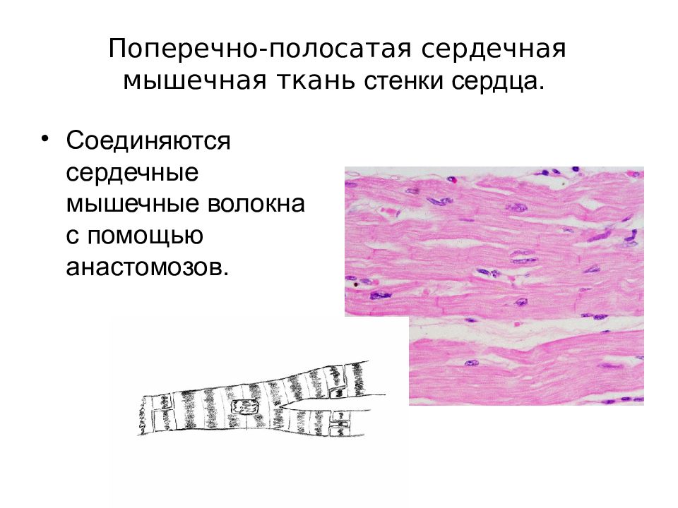 Особенности поперечно полосатой сердечной