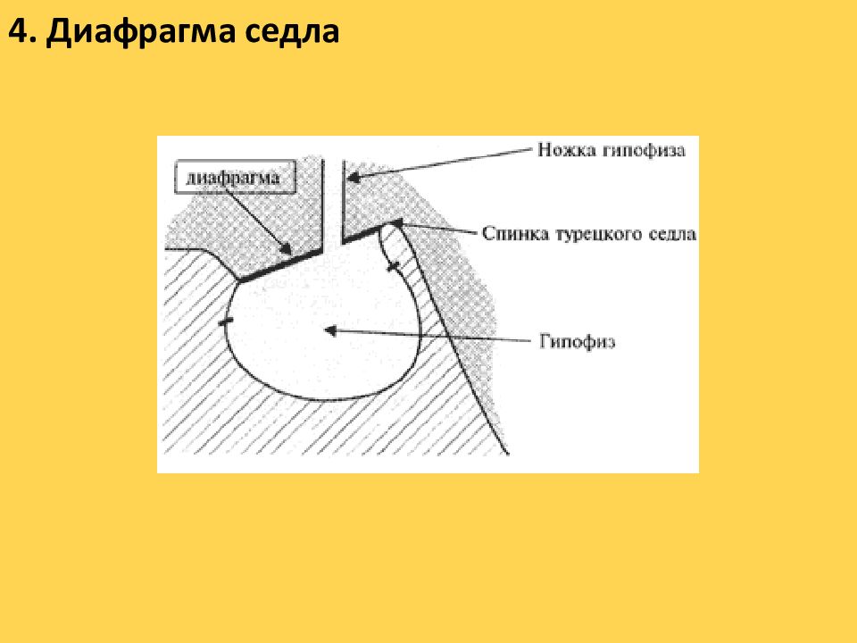 Гипофиз седло. Диафрагма турецкого седла анатомия. Мембрана турецкого седла анатомия. Диафрагма седла твердой оболочки. Окостенение диафрагмы турецкого седла.