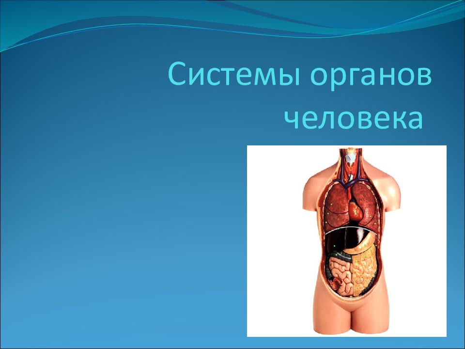 Органы 8 класс. Системы органов человека презентация. Презентация на тему система органов человека. Слайд системы органов человека. Органы человека для презентации.