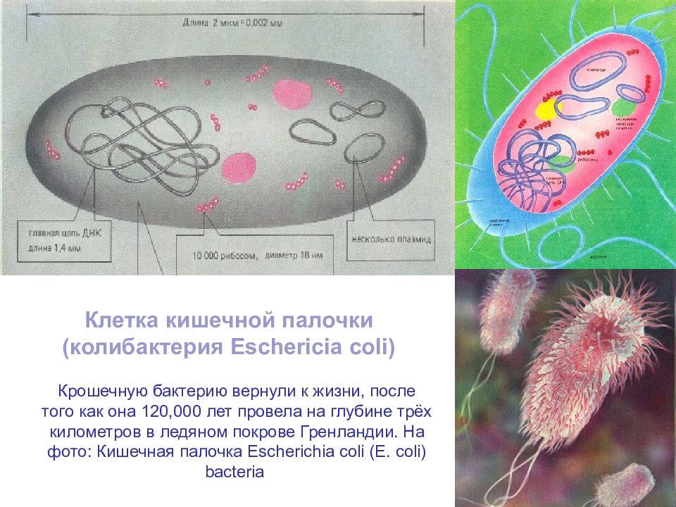 Эукариоты кишечная палочка. Клетка кишечной палочки. Трансформация клеток e coli. Колибактерия птицы.