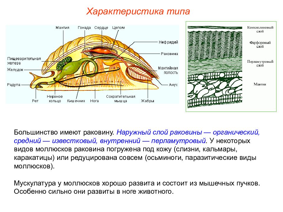 Презентация моллюски пименов