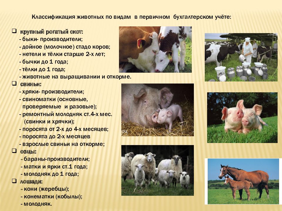 Отчет по воспроизводству стада КРС. Показатели воспроизводства коров. Воспроизводство стада животных. Воспроизводство поголовья.