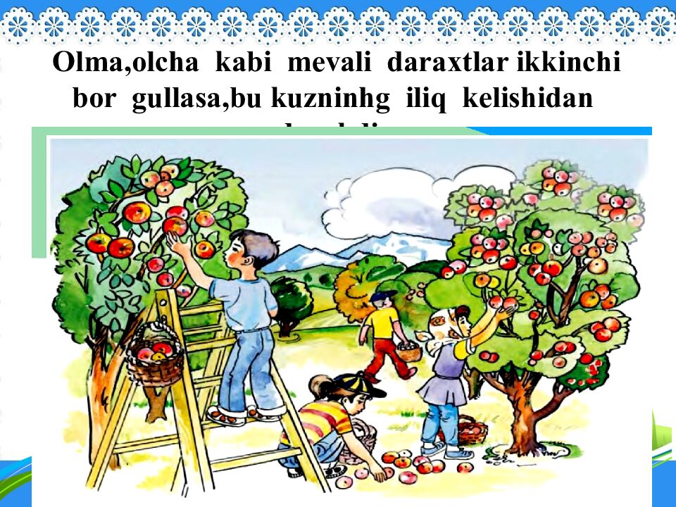 Olma,olcha kabi mevali daraxtlar ikkinchi bor gullasa,bu kuzninhg iliq kelishidan darakdir.