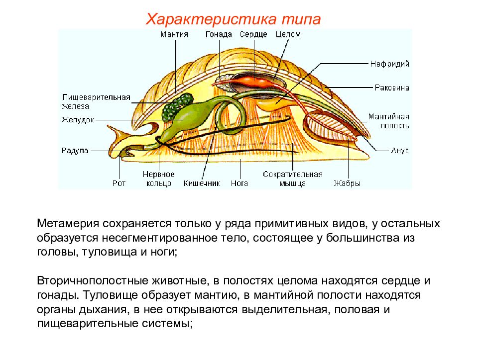 Презентация моллюски пименов