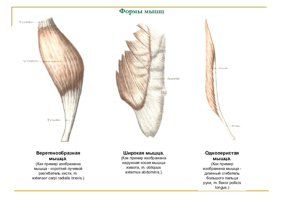 Формы мышц. Одноперистая мышца пример. Мышцы веретенообразной формы. Веретенообразная мышца пример. Длинные короткие и широкие мышцы.