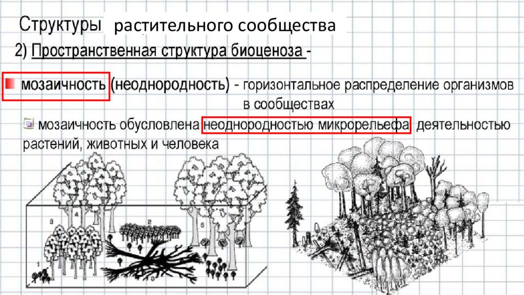 Структура растительного сообщества