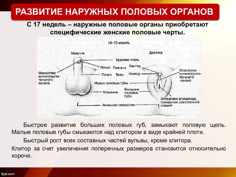 Полово орган девушки. Наружные половые органы девочки. Развитие половых органов у девочек. Формирование половых органов у девушек. Подростковые половые органы.