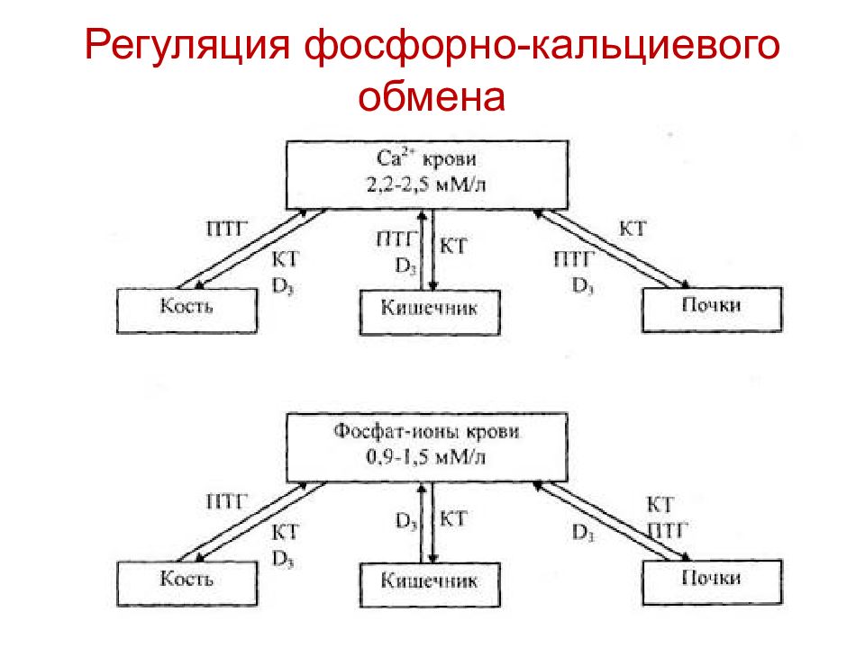 Фосфорно кальциевый обмен биохимия презентация