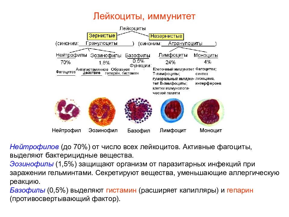 Презентация кровь пименов