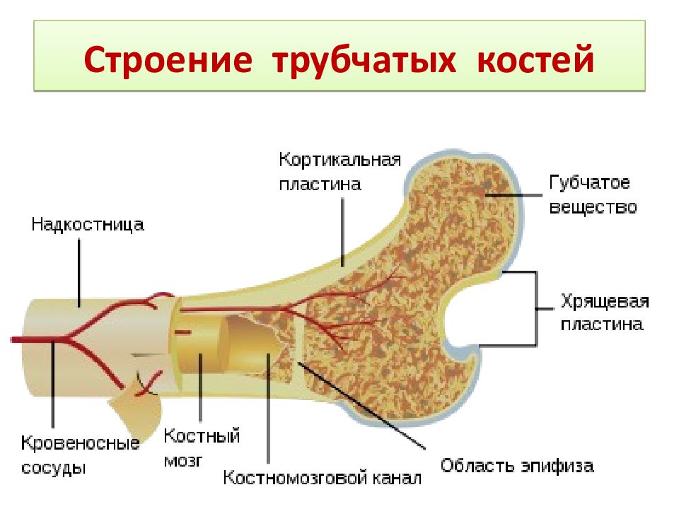 Кость строение. Строение трубчатых костей анатомия. Схема строения трубчатых костей. Биология 8 класс трубчатая кость строение. Обозначьте строение длинной трубчатой кости.