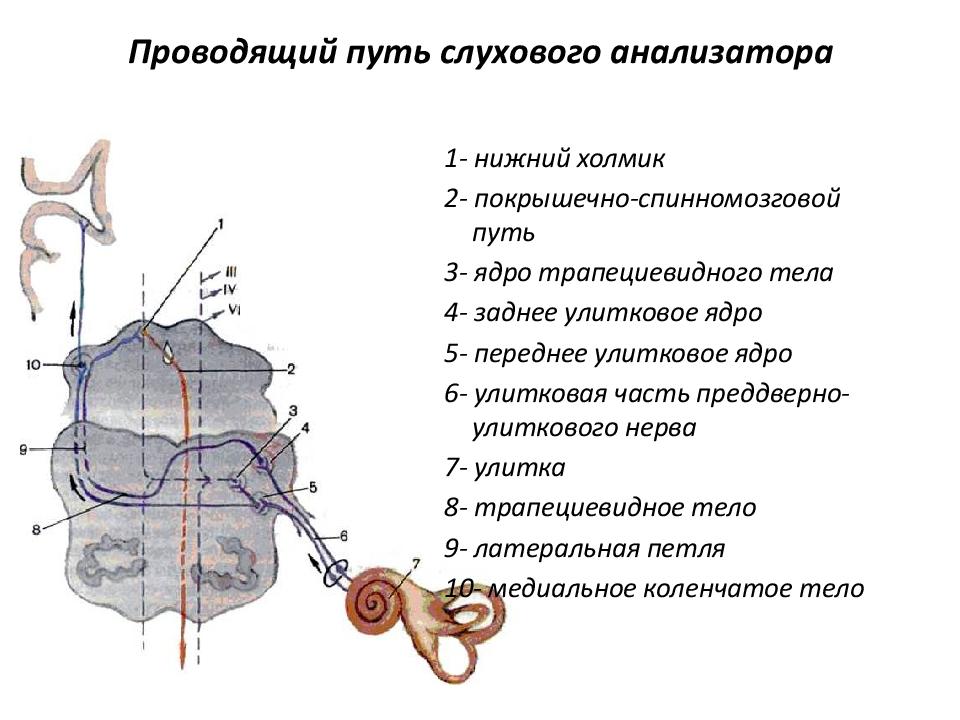 Схема слухового пути