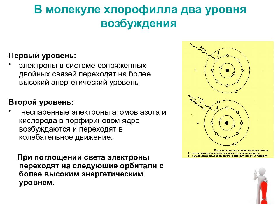 Возбуждение молекул хлорофилла