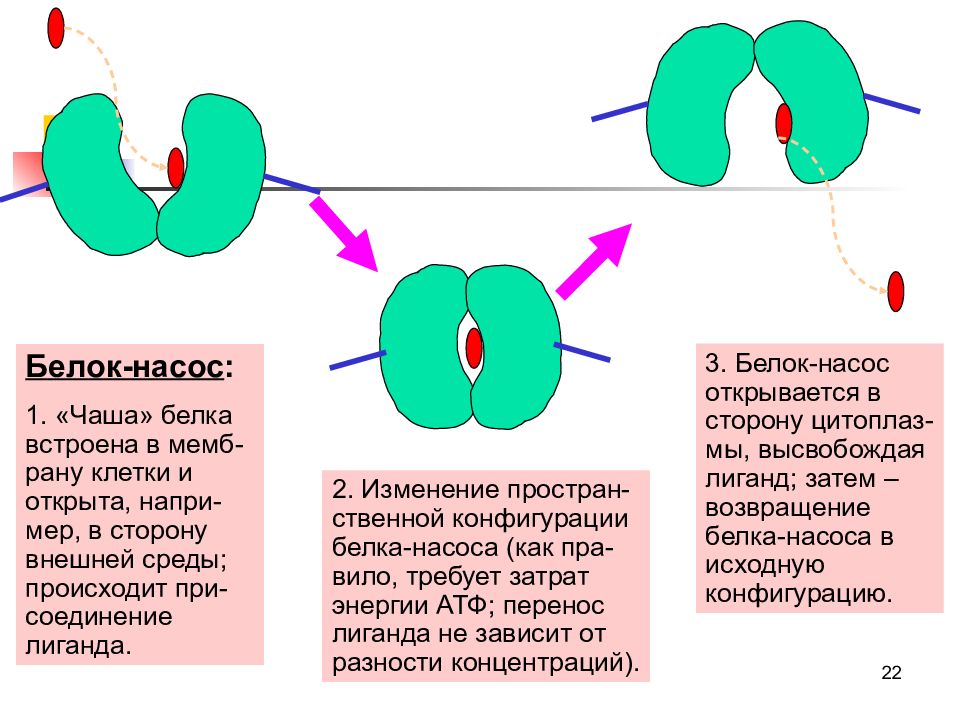 Белки каналы. Белок насос. Белковые каналы и белки переносчики. Белки каналы физиология. Белки переносчики и белки насосы.