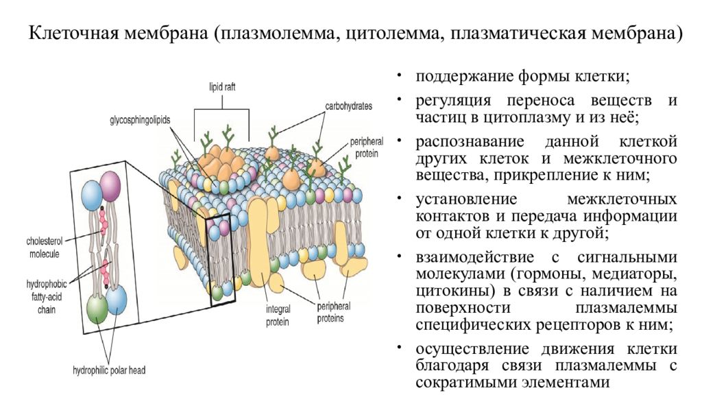 Мембраны клеток эукариот. Мембрана строение плазмолемма. Строение плазматической мембраны гистология. Плазматическая мембрана гистология. Строение клеточной мембраны плазмолеммы.