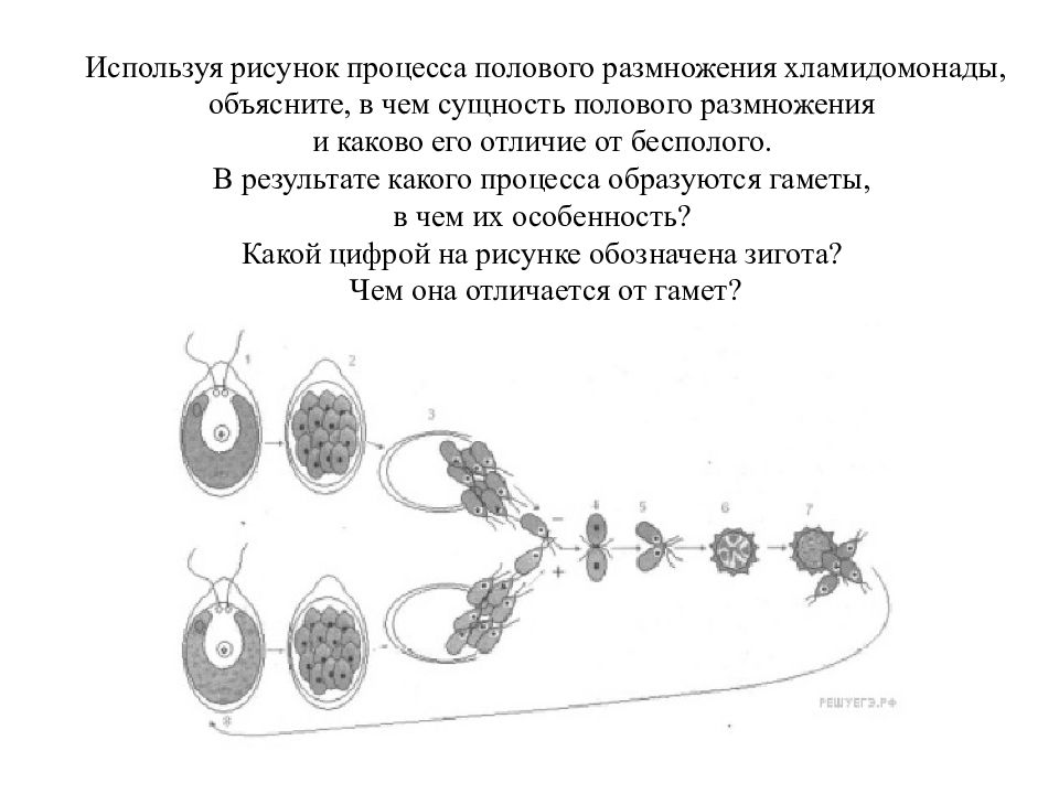 Морская звезда половое размножение. Зигота хламидомонады. Жизненный цикл хламидомонады. Размножение хламидомонады. Гаметы хламидомонады.