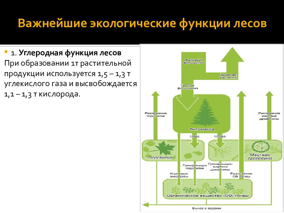 Схема экологические функции леса