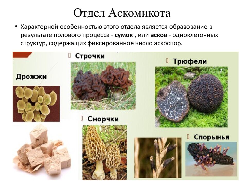 Отдел Аскомикота