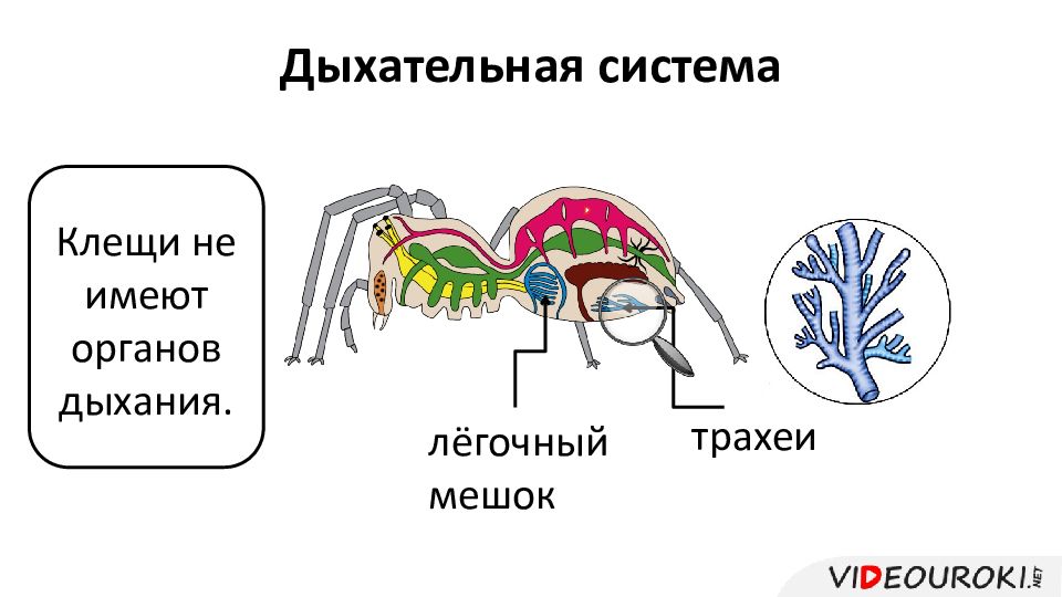 Паукообразные дыхательная система