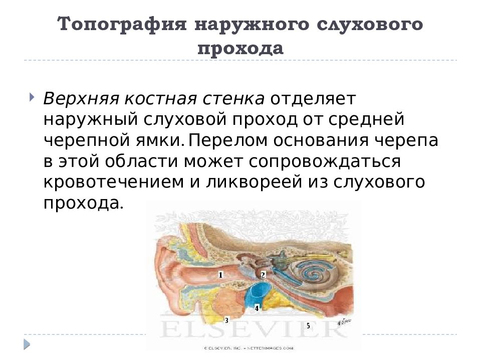 Наружный слуховой проход. Задняя стенка наружного слухового прохода. Верхняя стенка наружного слухового прохода. Топография наружного слухового прохода. Стенки наружного слухового прохода анатомия.