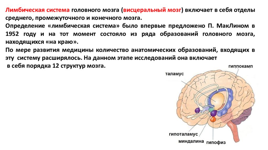 Лимбическая система