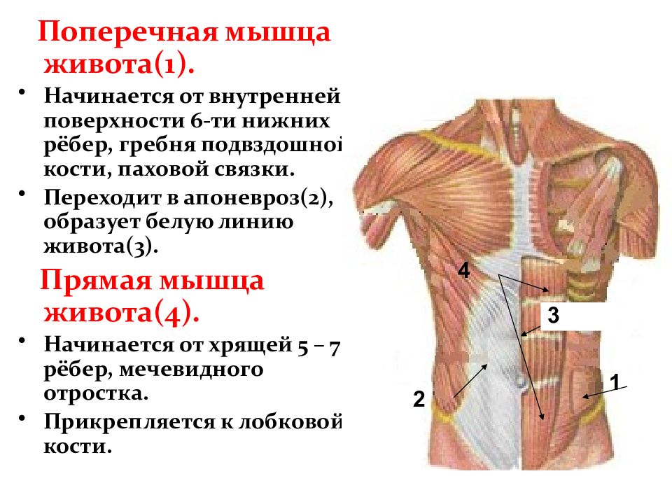 Поперечная мышца живота. Поперечная мышца живота функции. Поперечная мышца живота анатомия функции. Поперечная мышца живота крепление. Поперечная косая мышца живота функции.