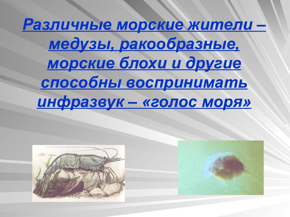 Различные морские жители – медузы, ракообразные, морские блохи и другие способны воспринимать инфразвук – «голос моря»