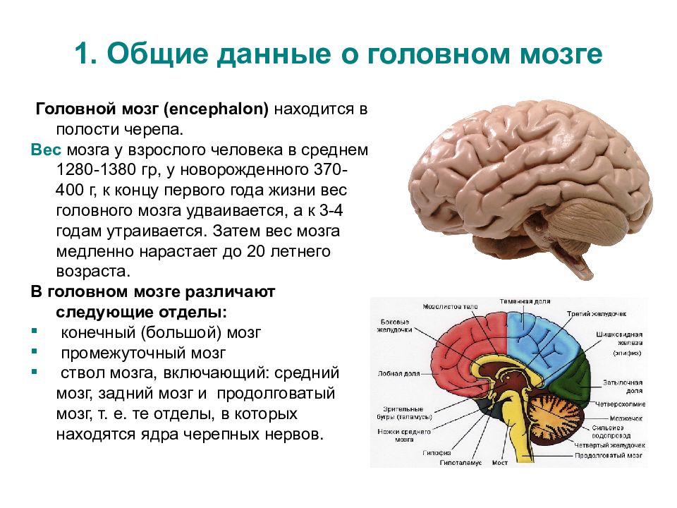 5 основных мозгов. Строение головного мозга спереди. Строение головного мозга. Основные структуры головного мозга.. Анатомия и топография отделов головного мозга. Отделы головного мозга конечный мозг.