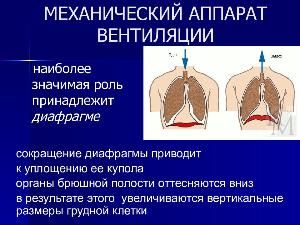 При сокращении диафрагмы происходят. Презентация на тему физиология дыхания. Акт дыхания физиология. Диафрагма человека болезни. Сокращенная диафрагма.