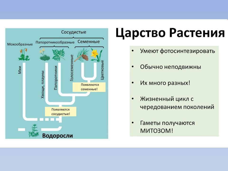 Обмен веществ организменный уровень