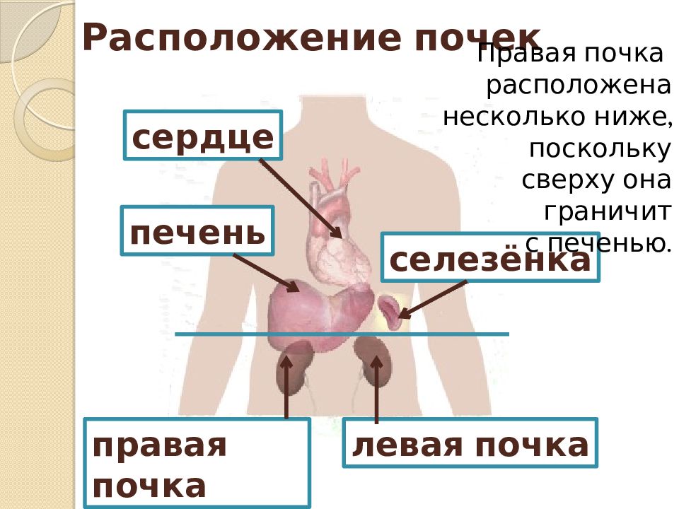 Где находятся почки у человека. Почки расположение анатомия печень. Почки и печень человека расположение. Где находятся почки и печень у человека. Органы человека расположение почки печень.