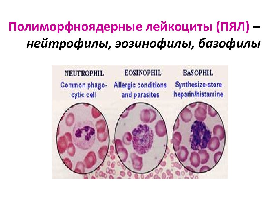 Лейкоциты нейтрофилы эозинофилы. Полиморфно ядерный лейкоцит. Полиморфноядерные лимфоциты. Иммунная система нейтрофилы эозинофилы. Полиморфноядерные гранулоциты.