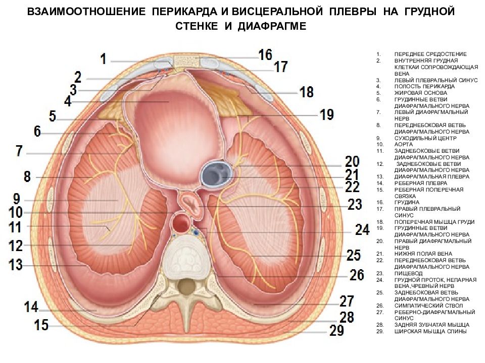 Реберно диафрагмальный синус. Медиастинальная плевра. Диафрагмальная плевра. Диафрагмально средостенный синус. Синусы средостения.