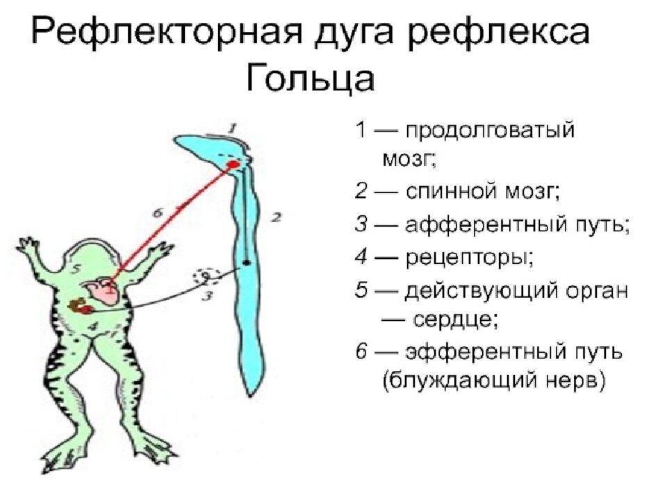 Лекция 5 Физиология нервной системы