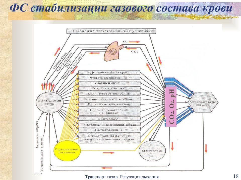 Обеспечить поддержание. Функциональная система регуляции газового состава крови. Схема поддержания газового состава крови. ФС обеспечивающая постоянство газового состава крови. Схема функциональной системы регуляции газового гомеостаза.