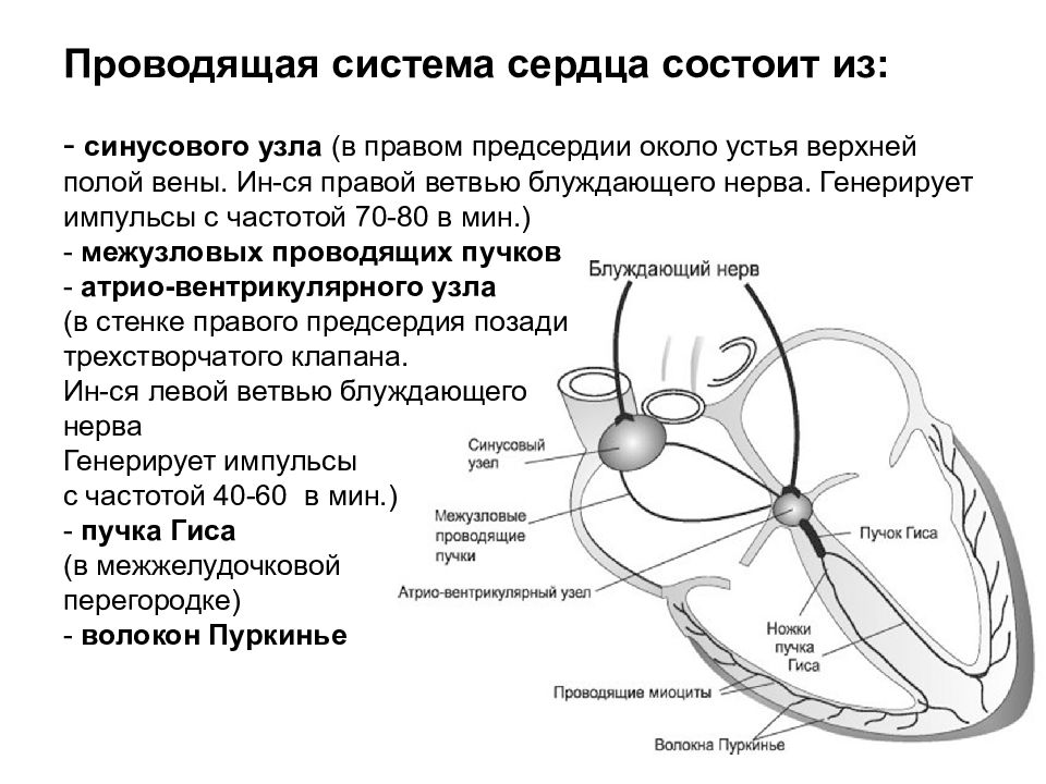 Проводить импульсы. Система Гиса Пуркинье. Проводящая система сердца частота. Частота импульсов проводящей системы сердца. Пучка Гиса и волокна Пуркинье.