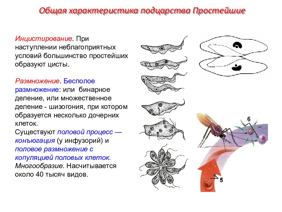 Простейшие симптомы. Подцарство простейшие общая характеристика. Общая характеристика простейших. Тип простейшие общая характеристика. Общая характеристика подцарства простейшие.