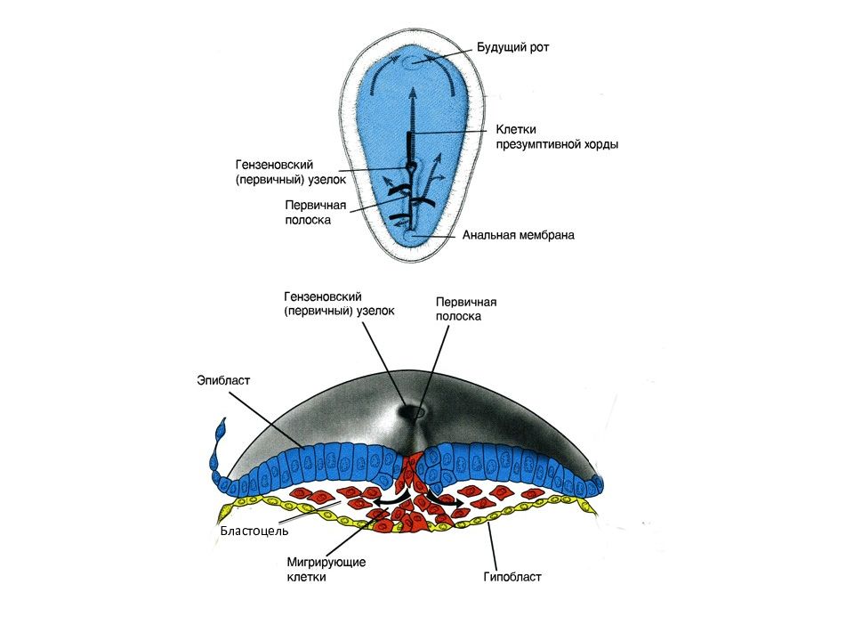 Первичный узелок. Первичный узелок первичная полоска гистология схема. Образование первичной полоски и гензеновского узелка. Первичная полоска и первичный (гензеновский) узелок. Эпибласт.